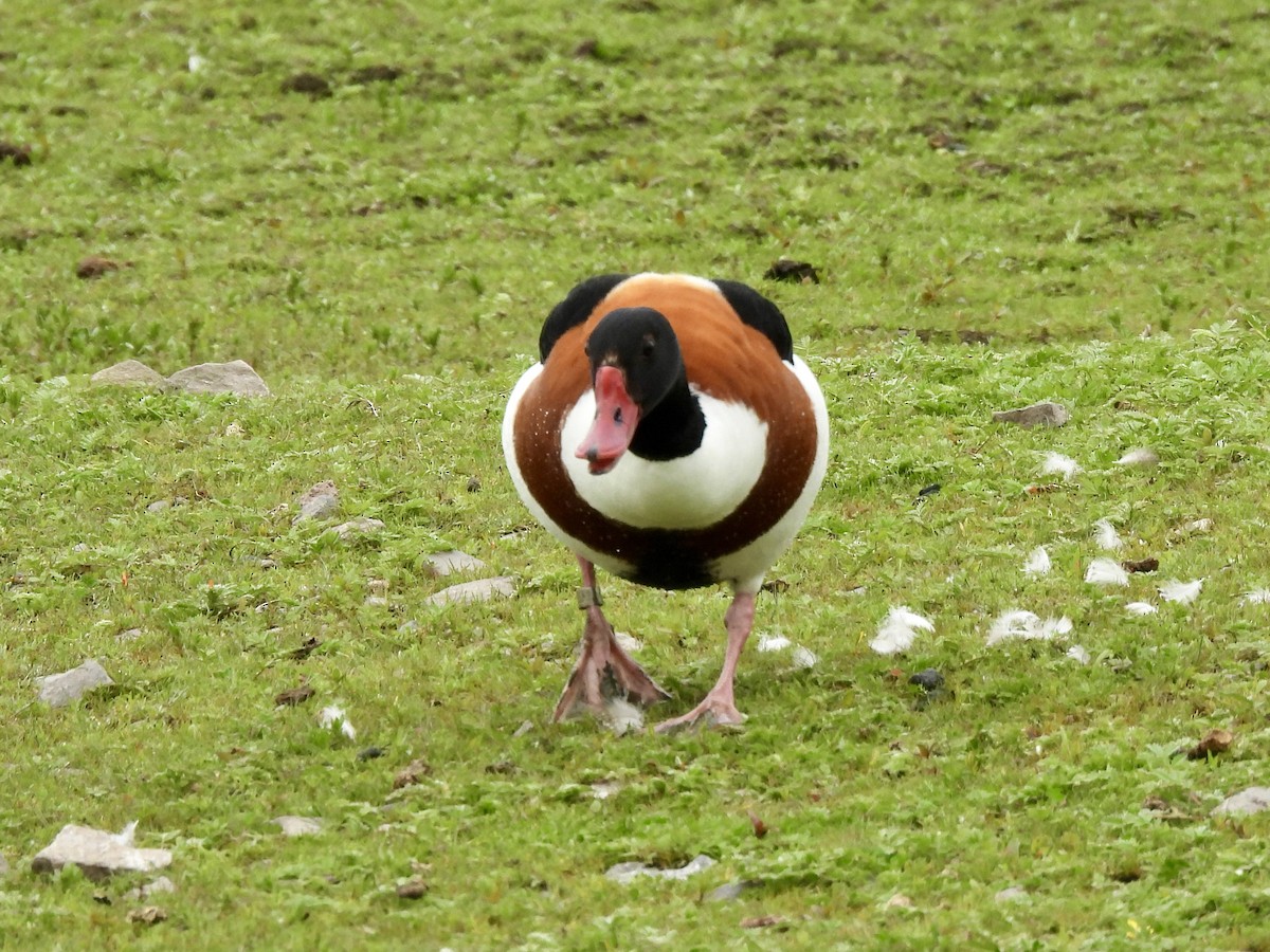 Common Shelduck - Caroline Quinn