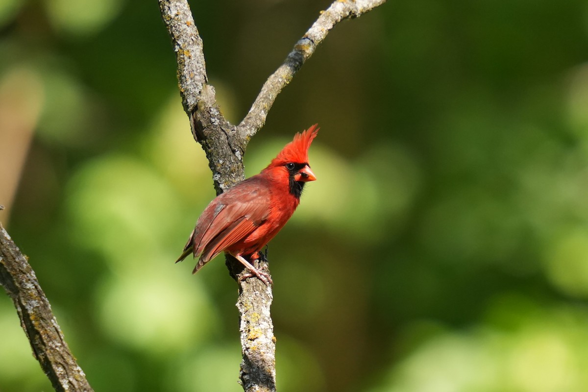 Cardinal rouge - ML619578295