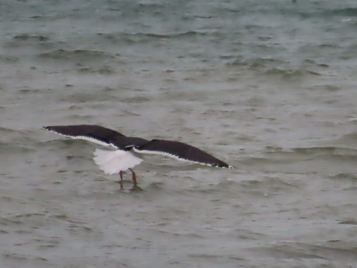 Great Black-backed Gull - Logan Mcquitty