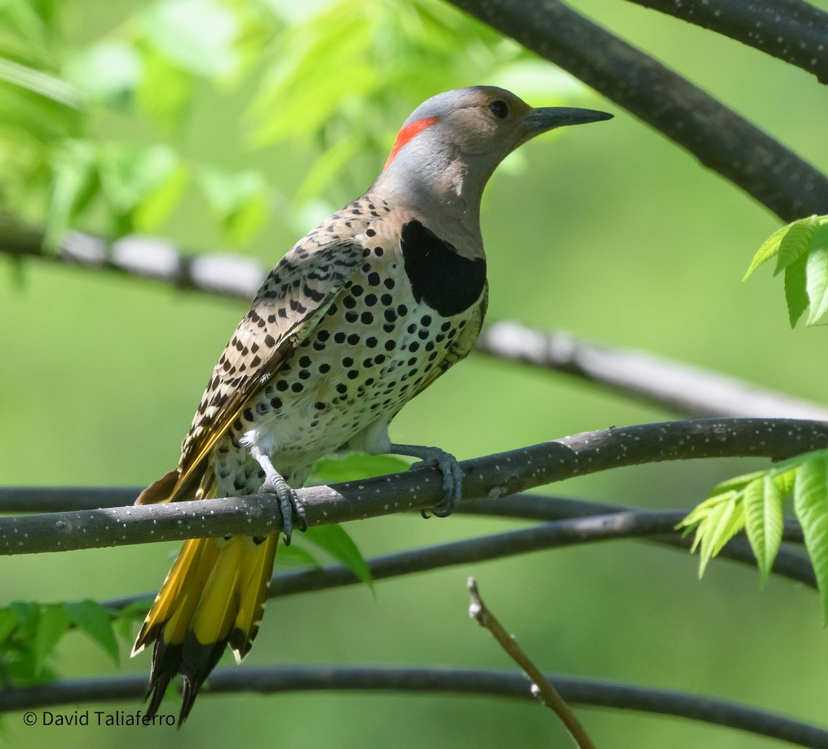 Northern Flicker (Yellow-shafted) - David Taliaferro