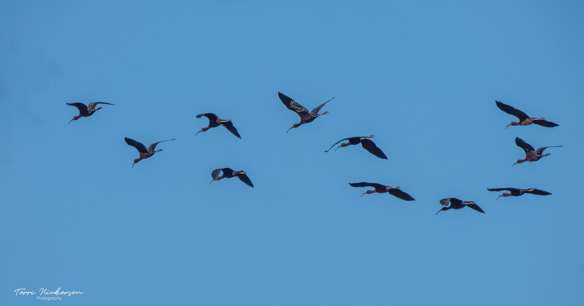 ibis hnědý - ML619578298