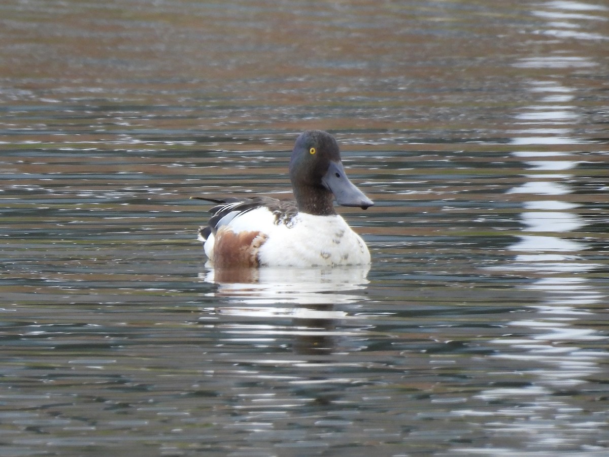 Northern Shoveler - Caroline Quinn