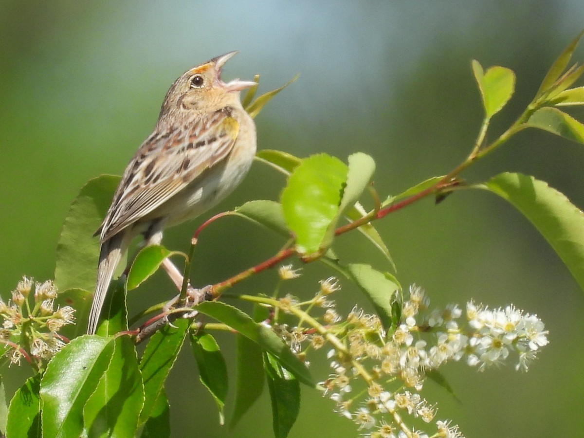 Grasshopper Sparrow - Susan Gowen