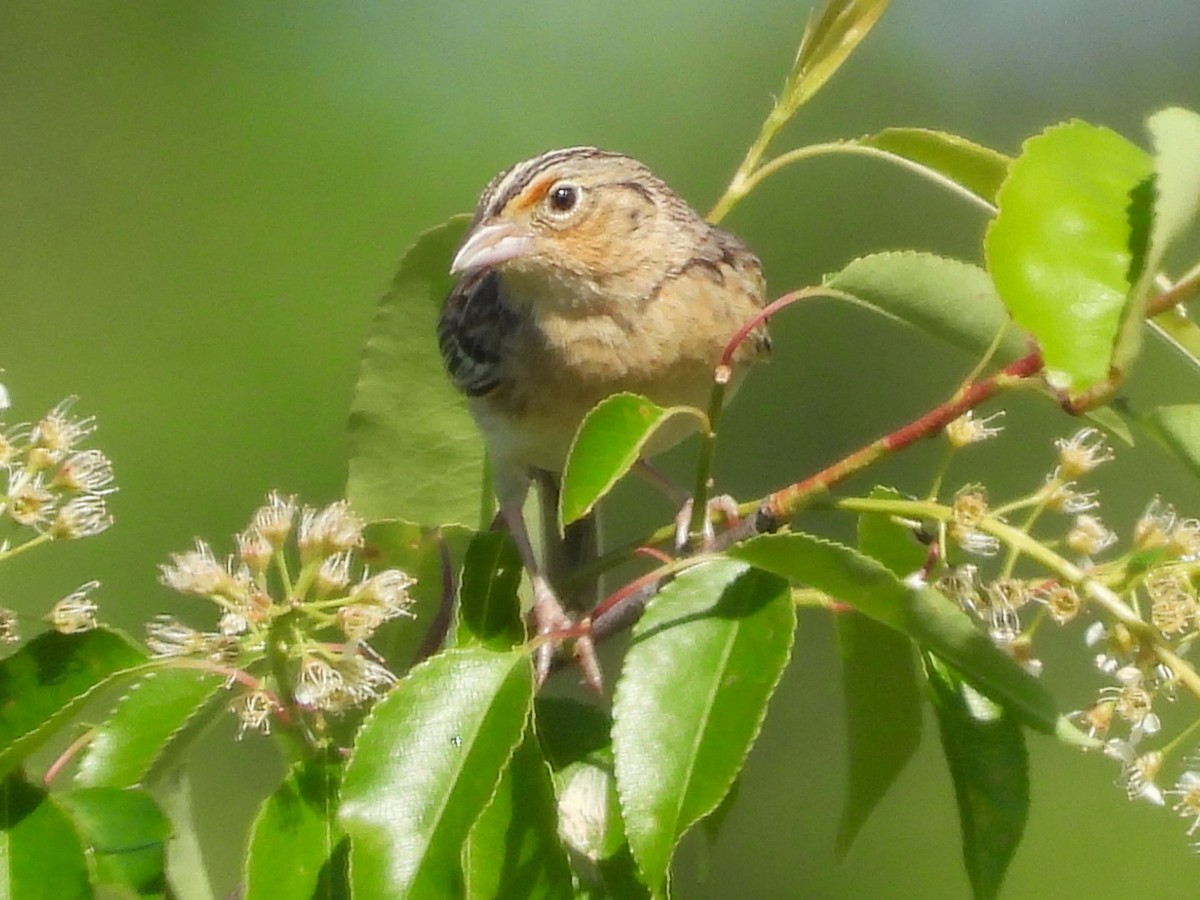 Grasshopper Sparrow - Susan Gowen