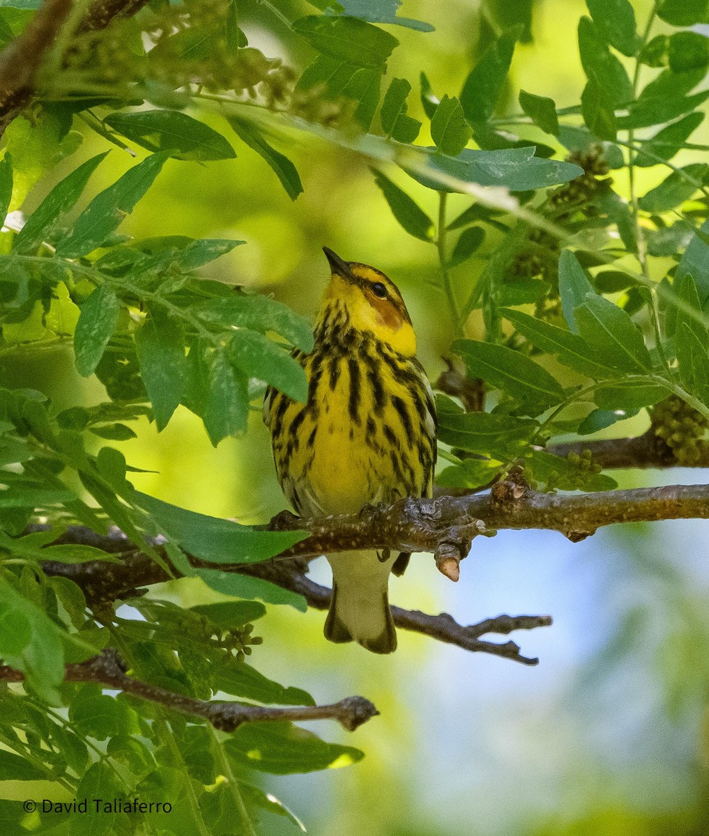 Cape May Warbler - ML619578313
