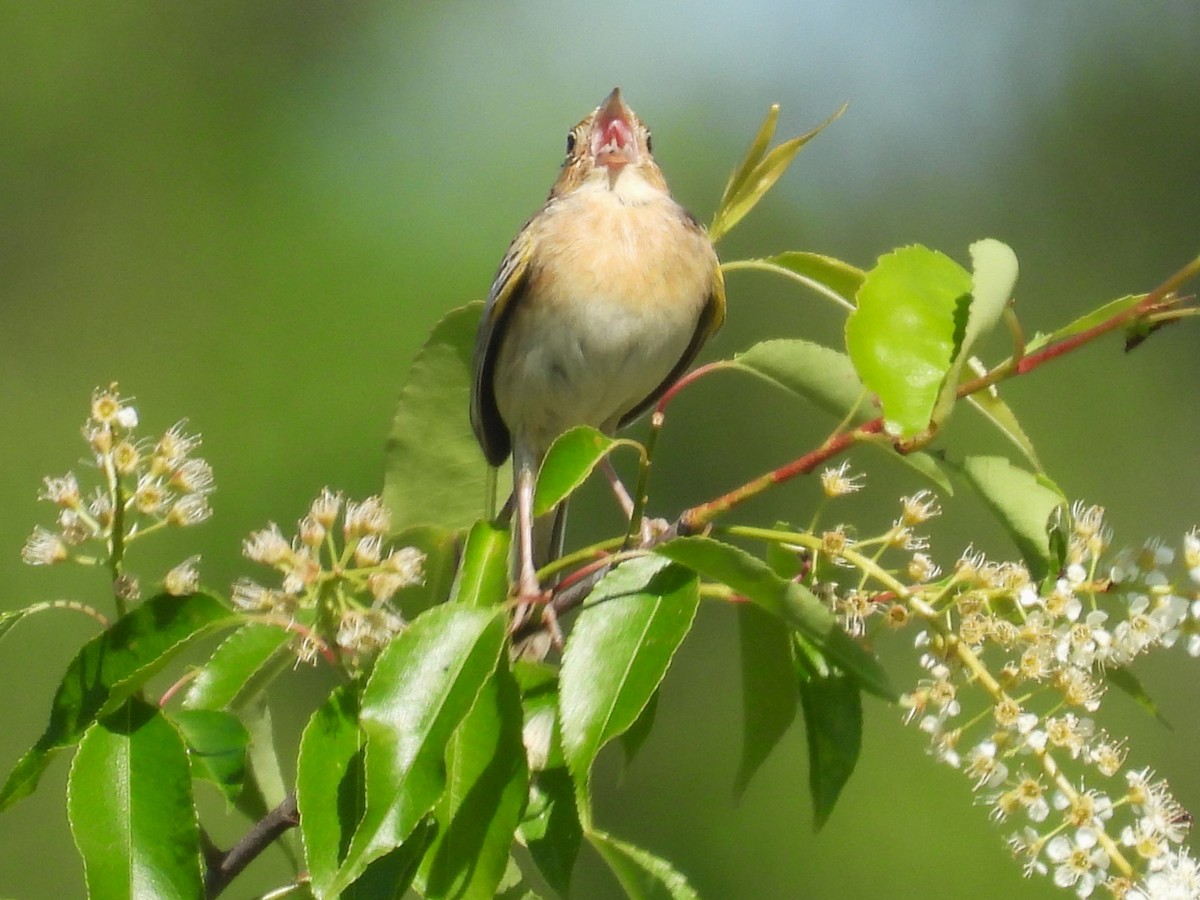 Grasshopper Sparrow - Susan Gowen