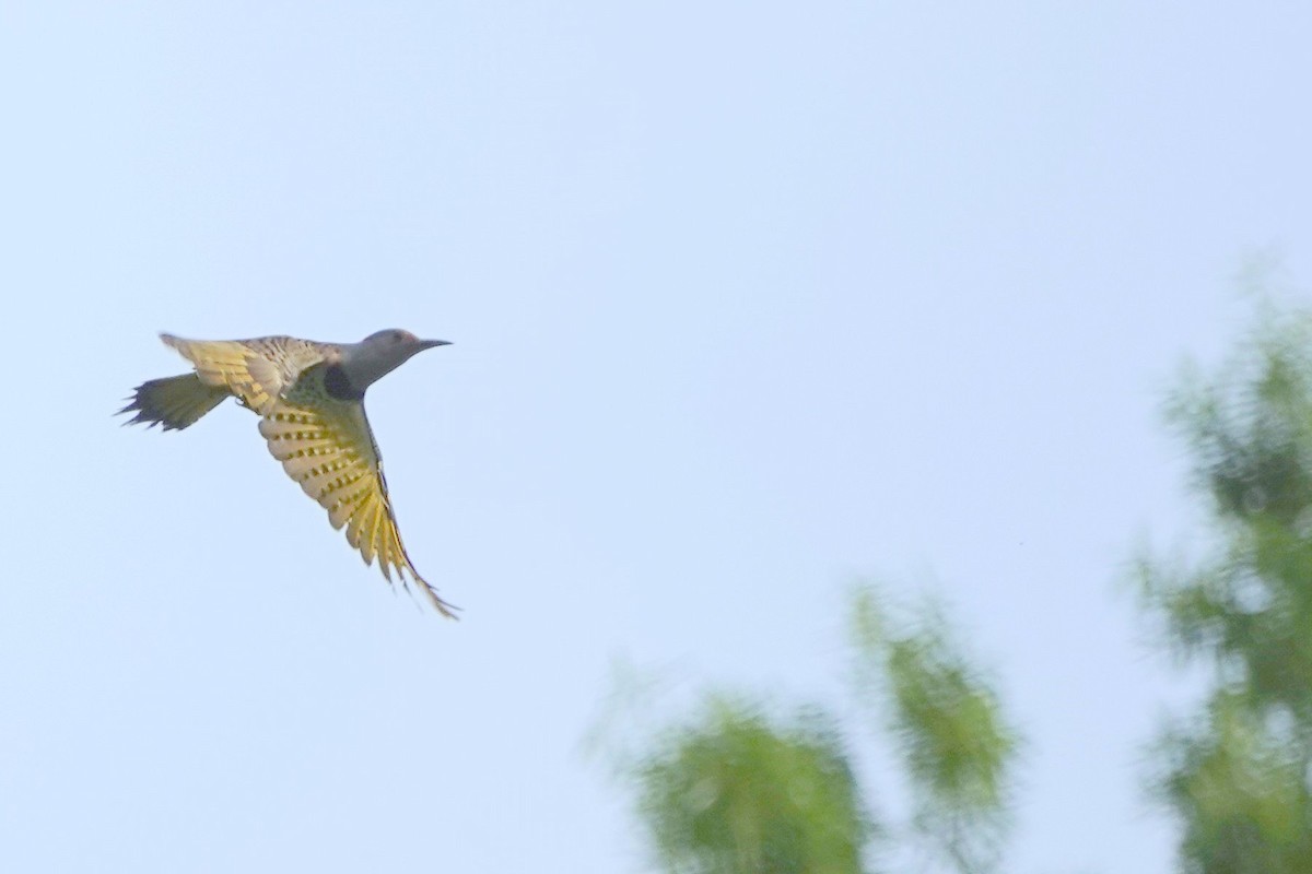 Northern Flicker - David Rubenstein