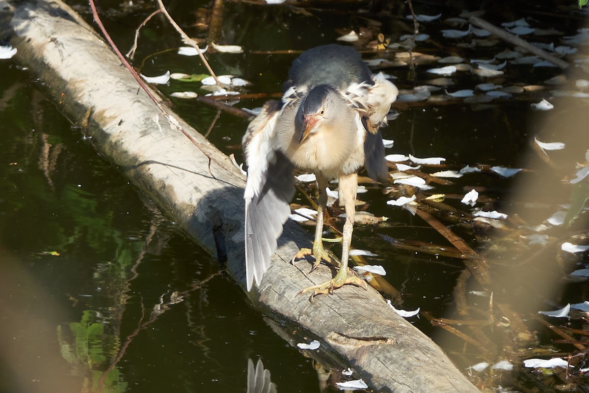 Little Bittern - Luis Manso