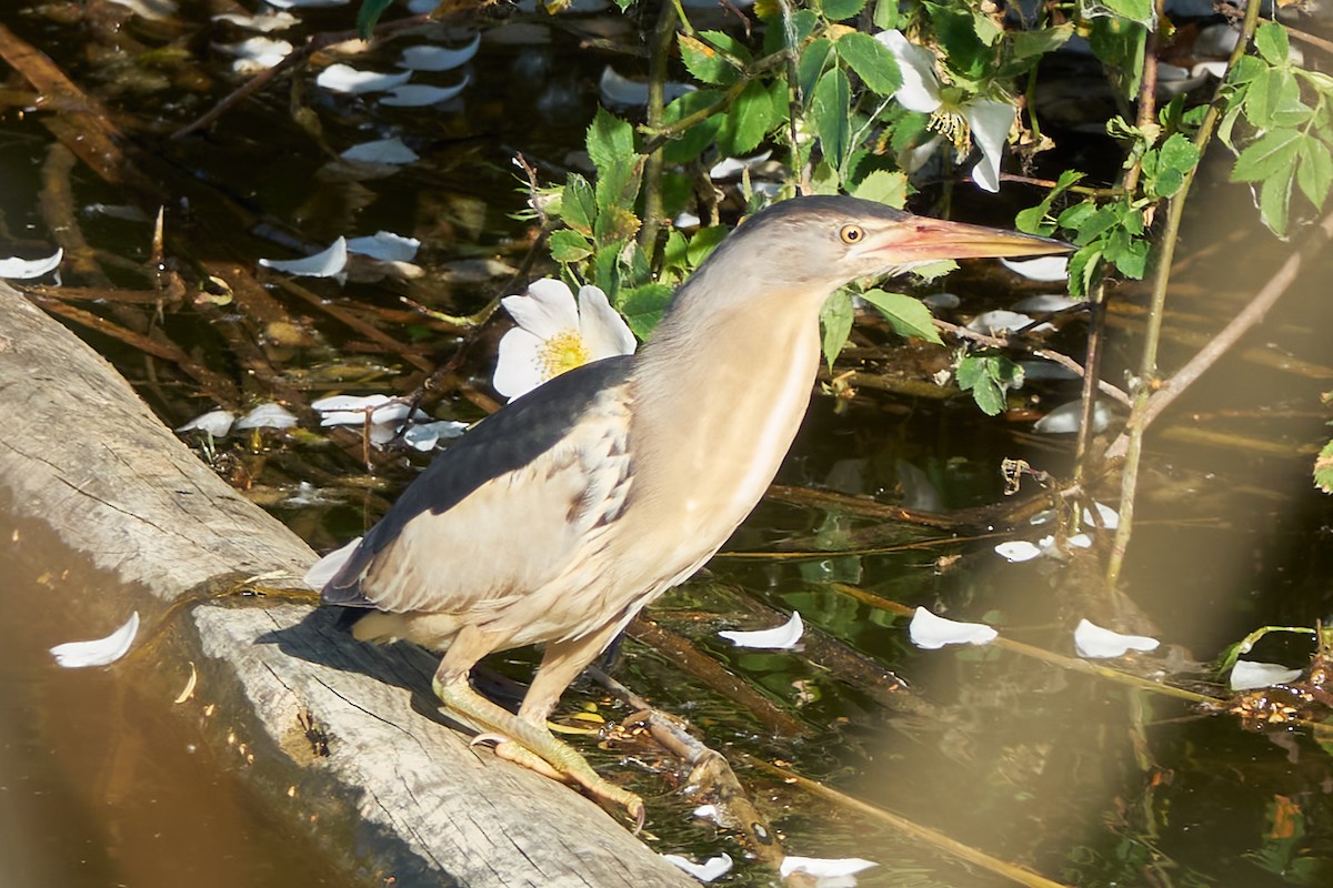 Little Bittern - Luis Manso