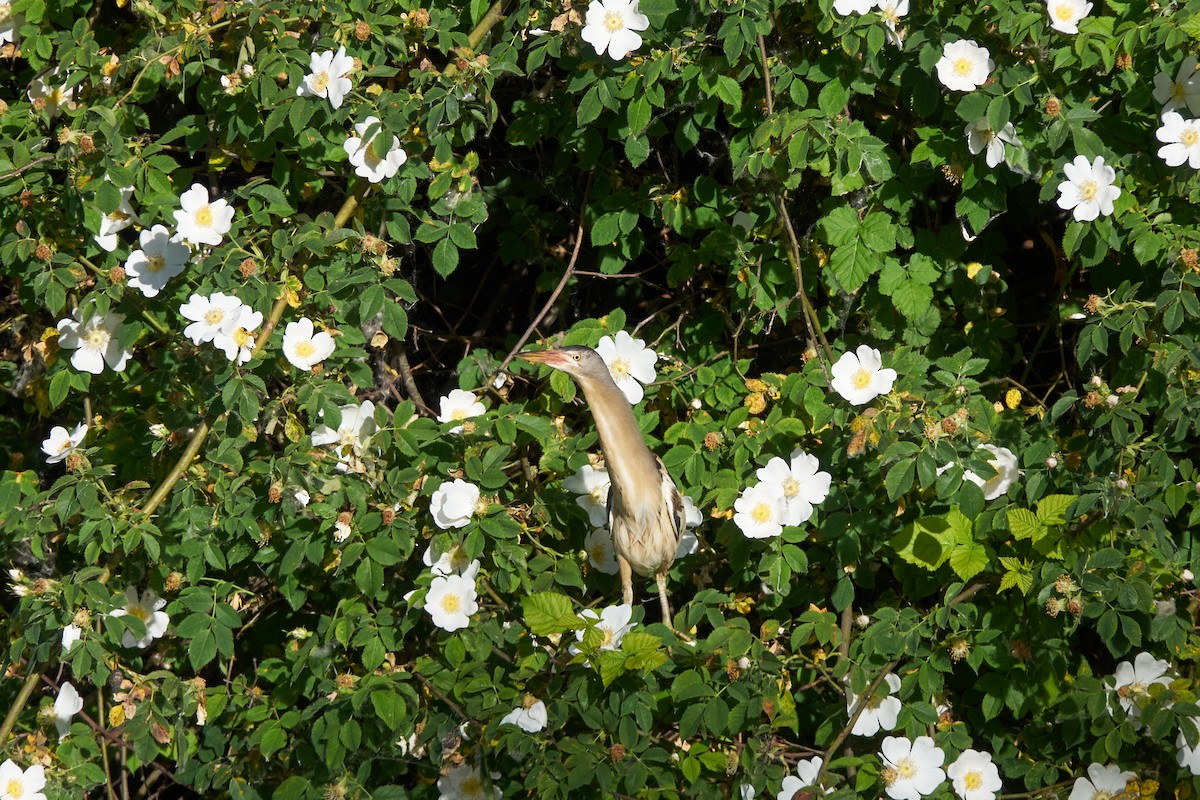 Little Bittern - Luis Manso