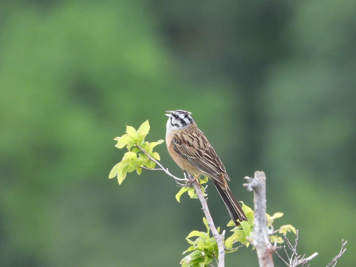 Rock Bunting - Josip Turkalj