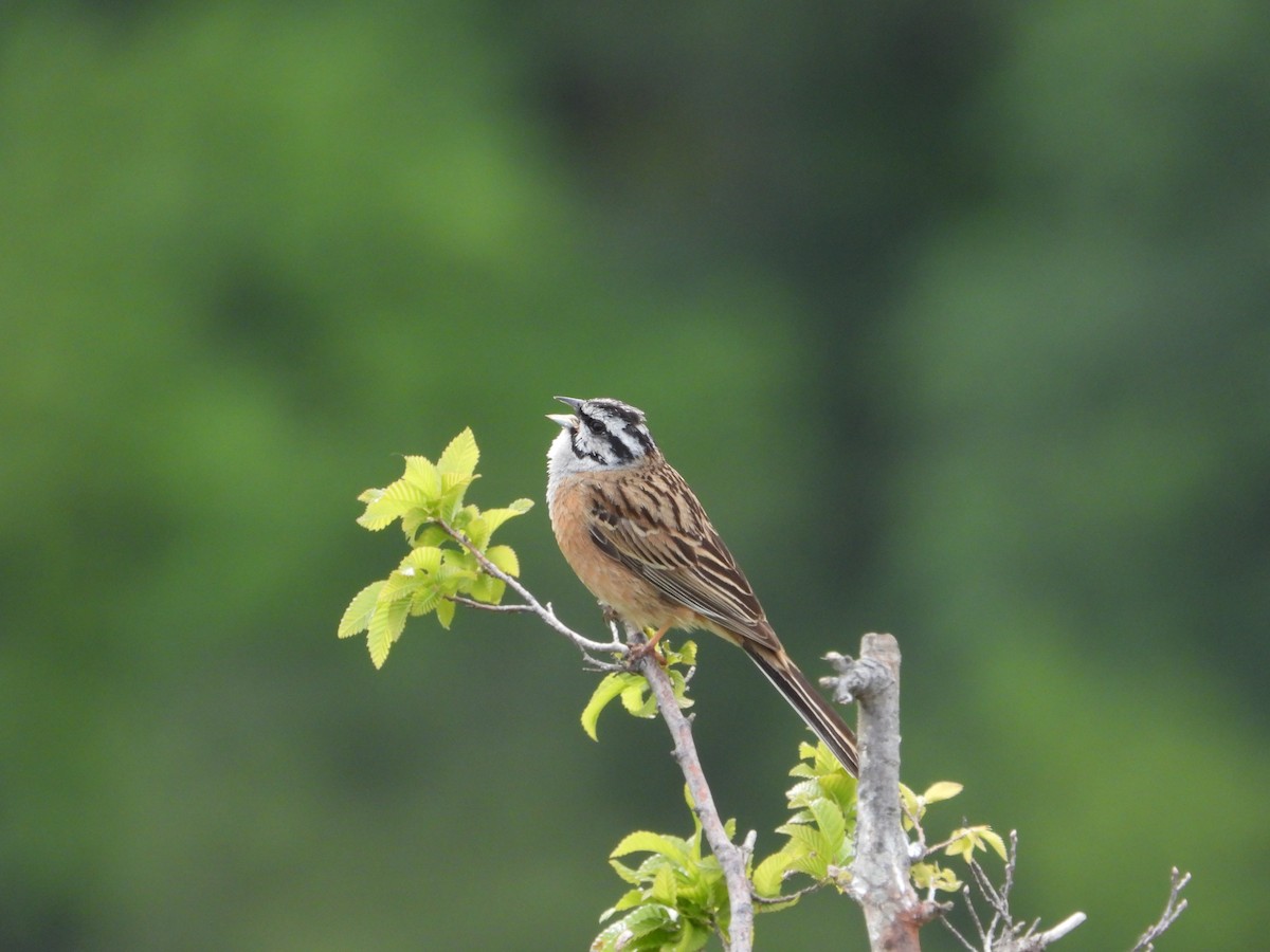 Rock Bunting - Josip Turkalj