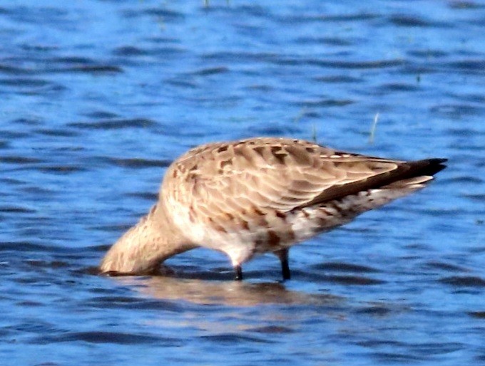 Marbled Godwit - marie plinsky