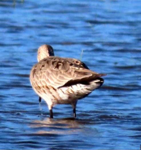 Marbled Godwit - ML619578328