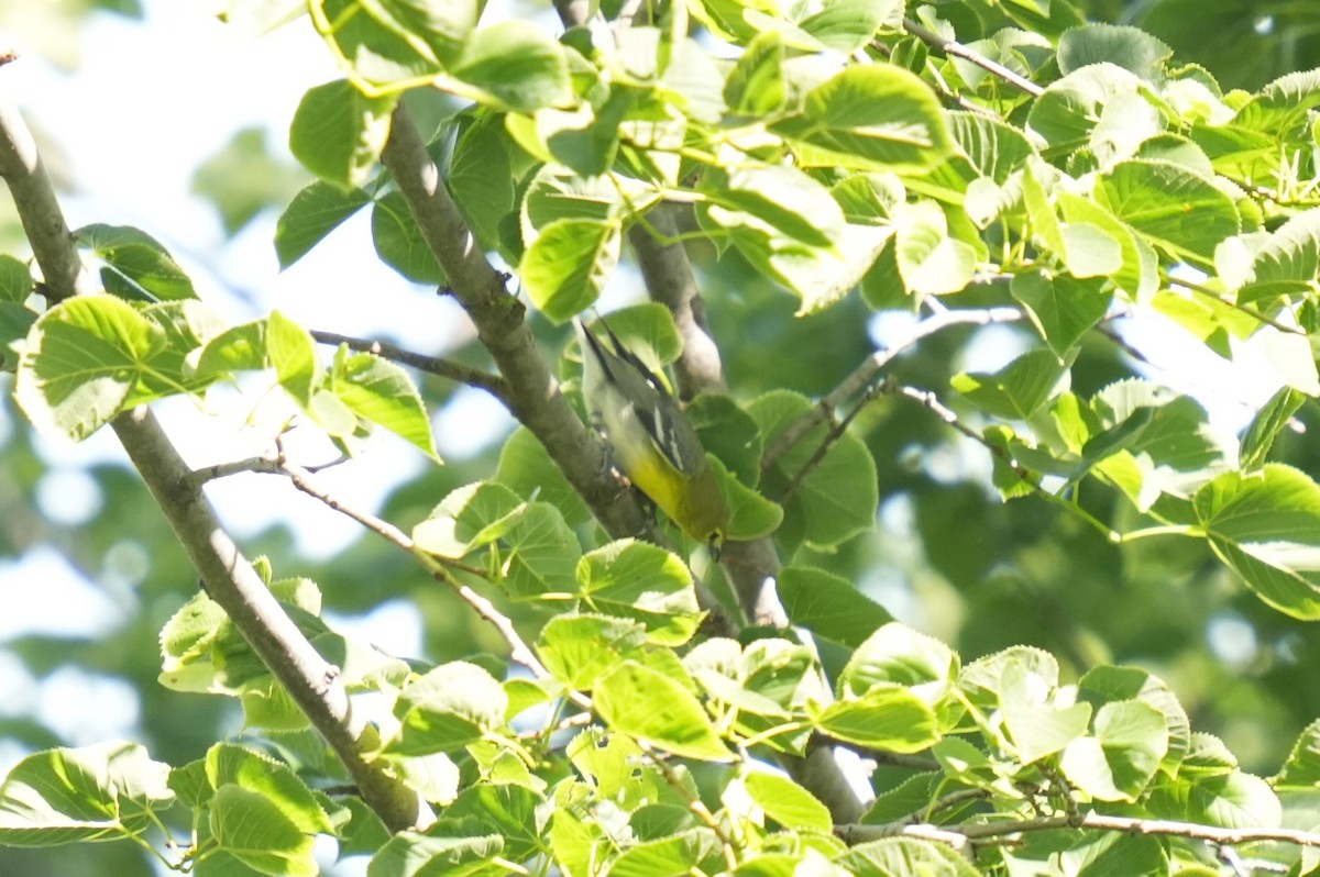 Viréo à gorge jaune - ML619578330