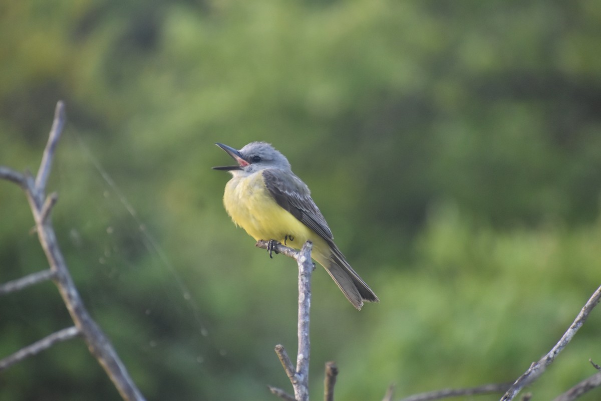 Tropical Kingbird - Pam García 𝔗𝔦𝔯𝔞𝔫𝔬𝔰 𝔘𝔯𝔟𝔞𝔫𝔬𝔰