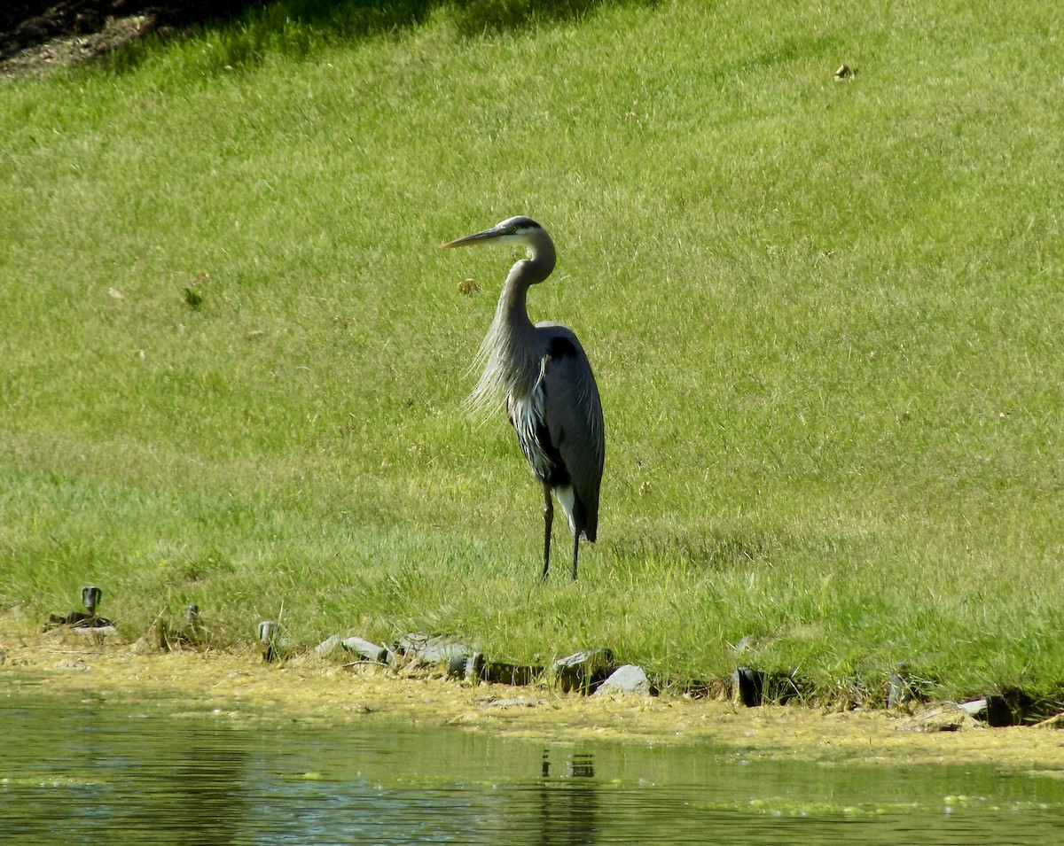 Great Blue Heron - Alan Anderson