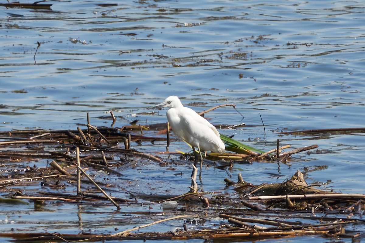 Little Egret - ML619578334