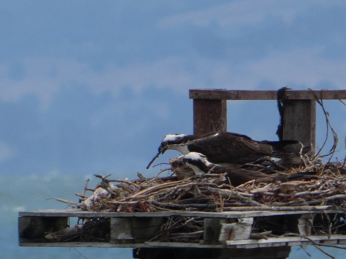 Águila Pescadora - ML619578347