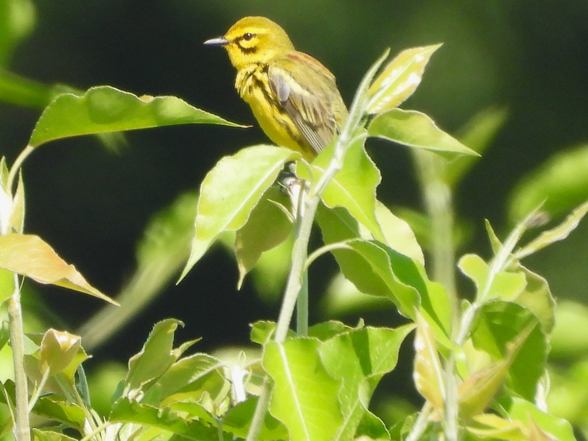 Prairie Warbler - Susan Gowen