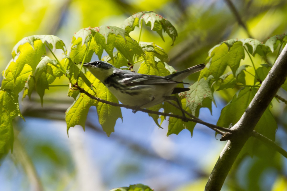 Cerulean Warbler - Kees de Mooy