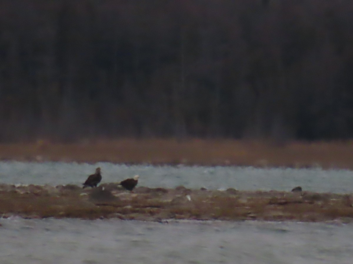 Bald Eagle - Logan Mcquitty