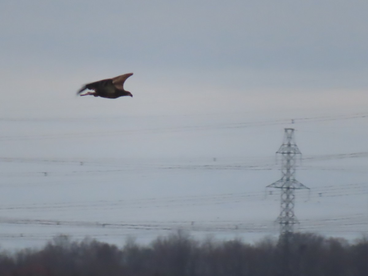 Bald Eagle - Logan Mcquitty