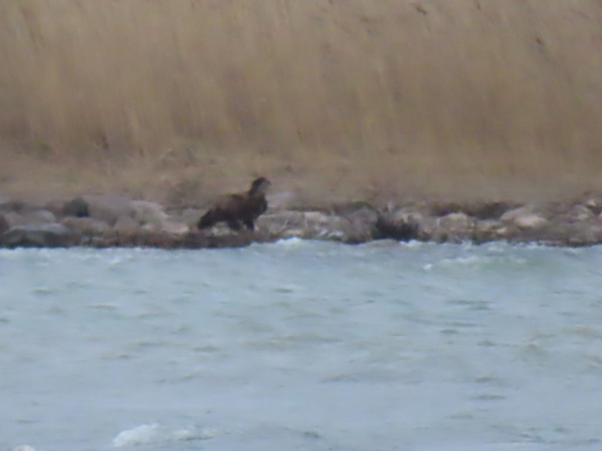 Bald Eagle - Logan Mcquitty