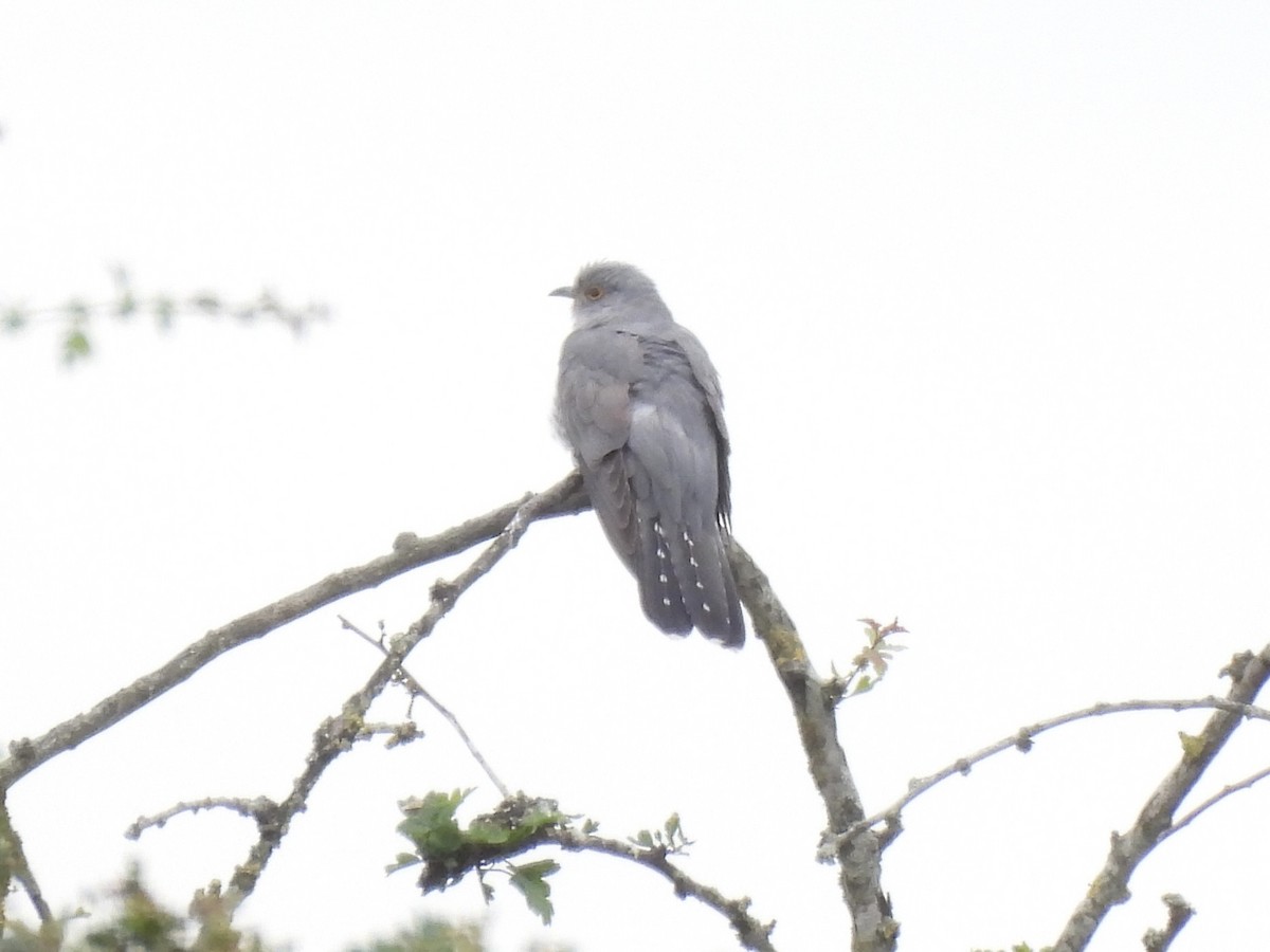 Common Cuckoo - Caroline Quinn