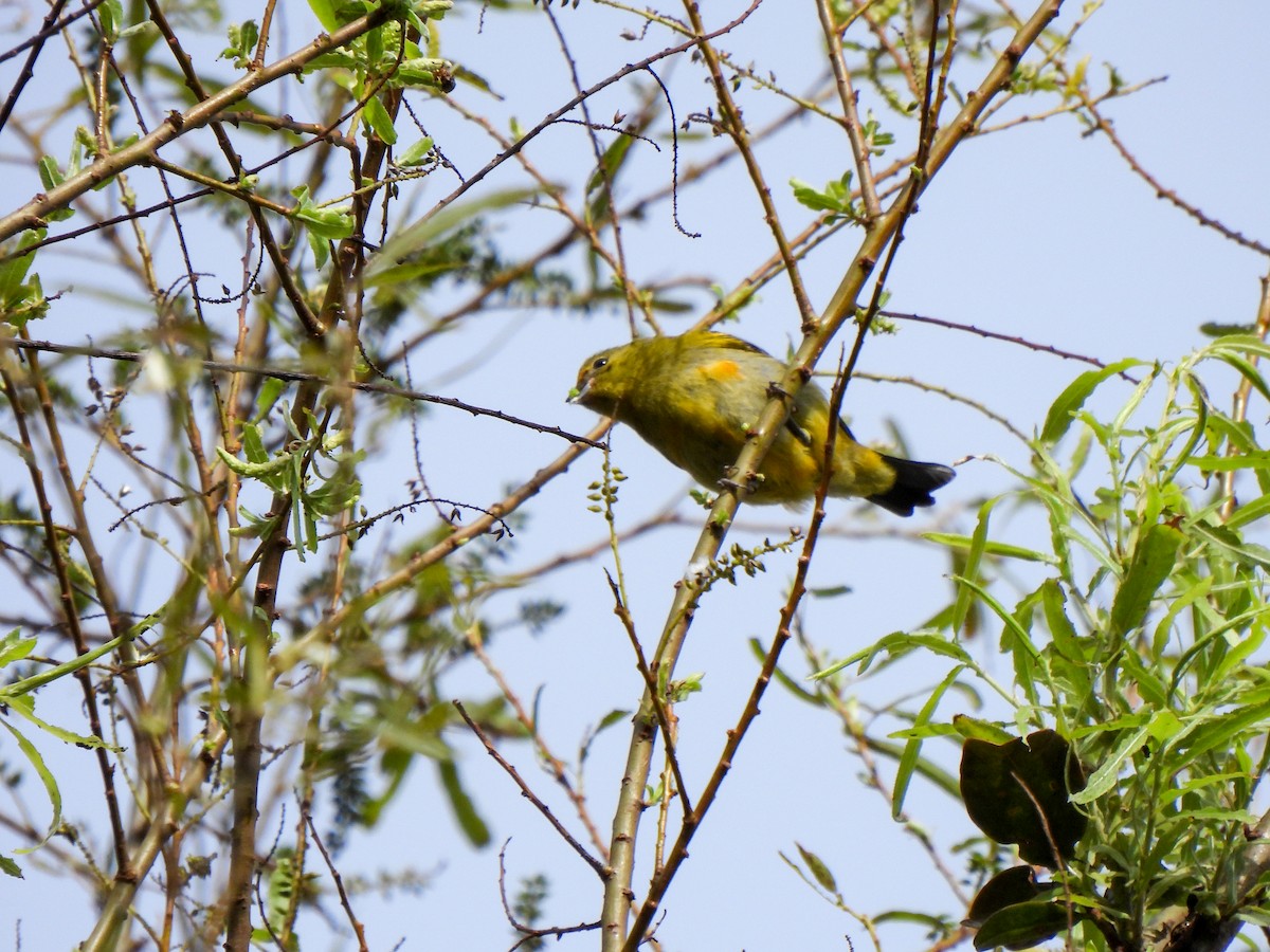 Orange-bellied Euphonia - Wilson Ortega