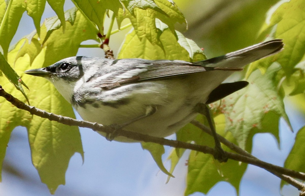 Cerulean Warbler - Kees de Mooy