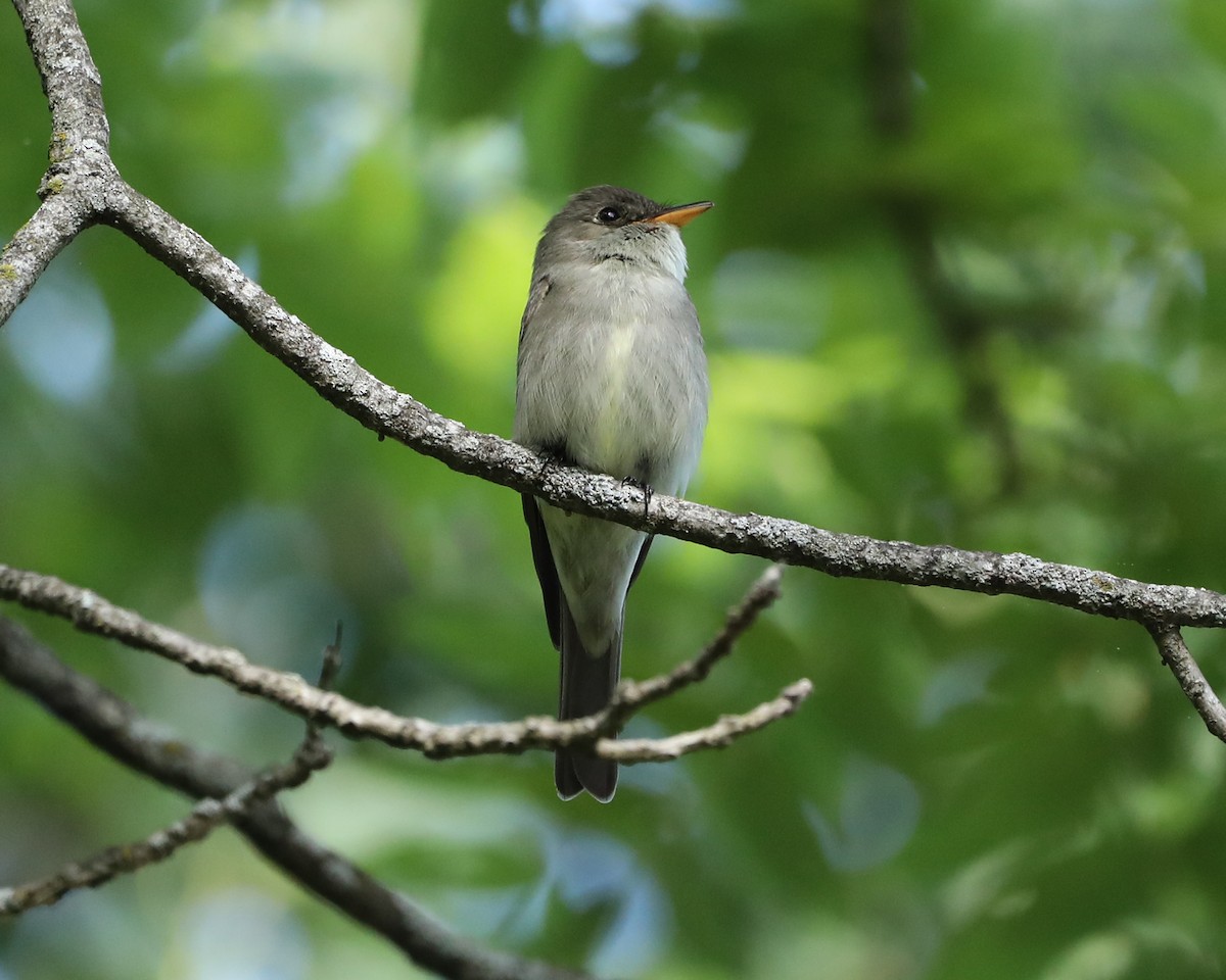 Eastern Wood-Pewee - Susan Burkhart