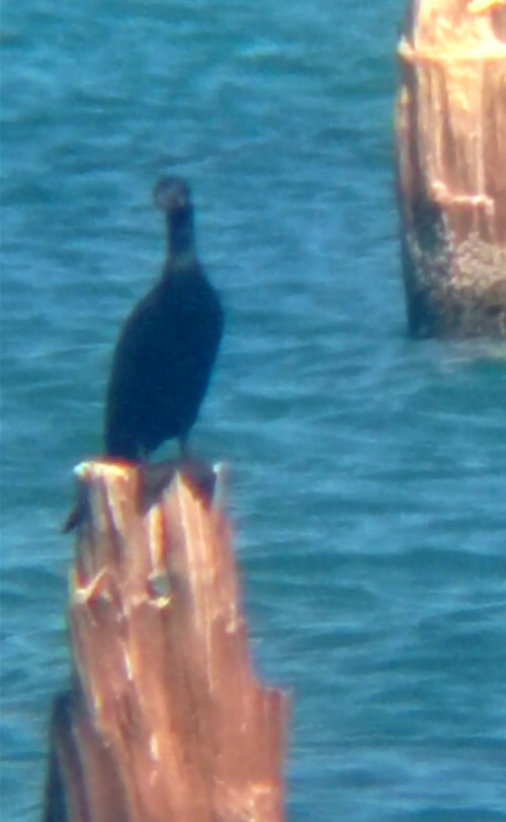 Double-crested Cormorant - Darien Piña Davila