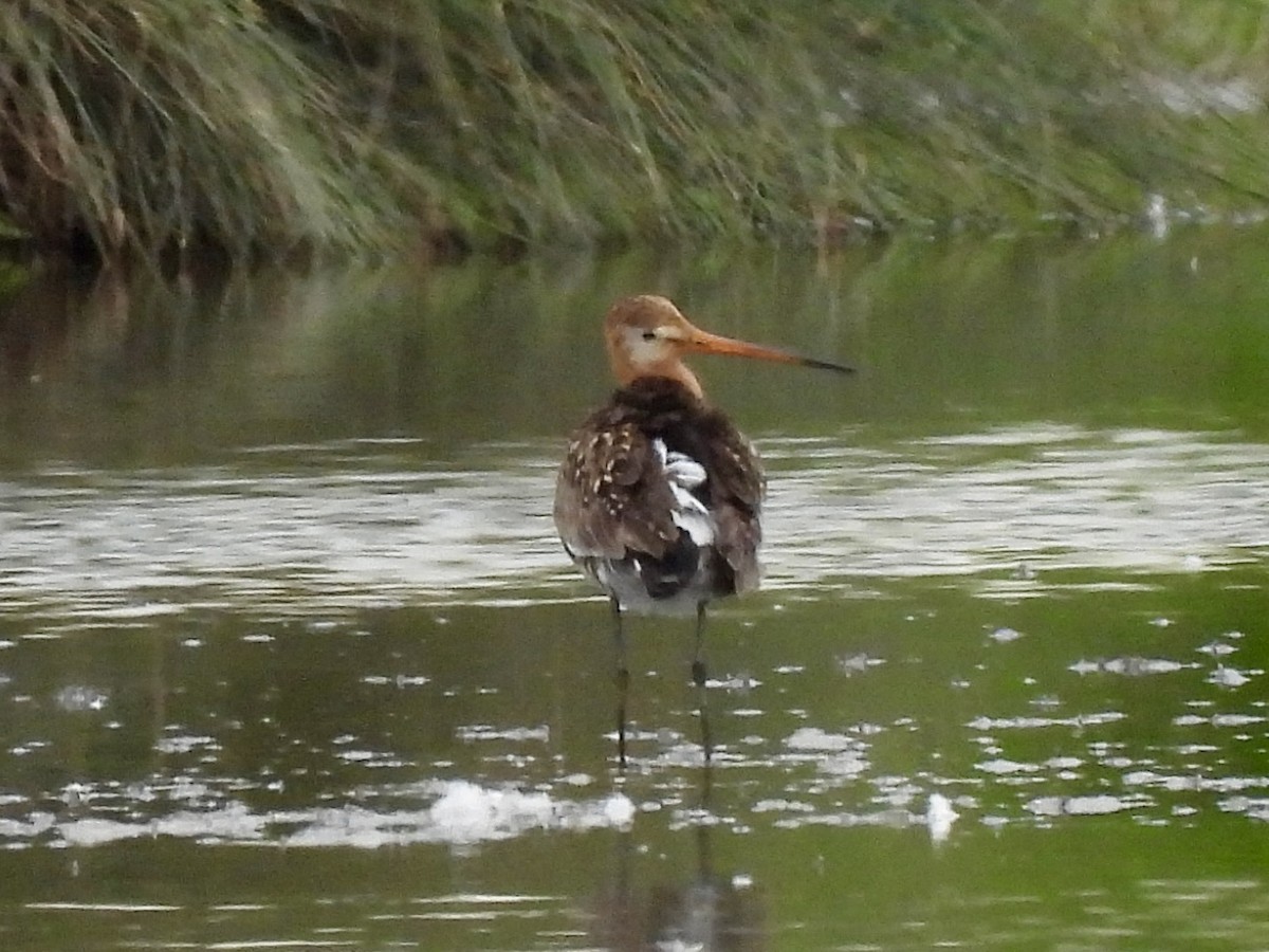 Black-tailed Godwit - Caroline Quinn