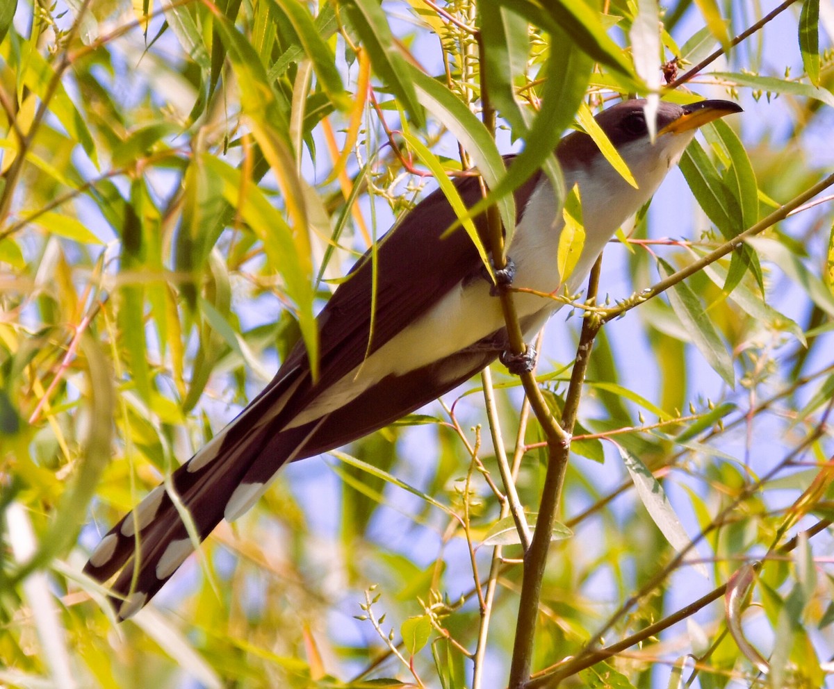 Yellow-billed Cuckoo - ML619578386