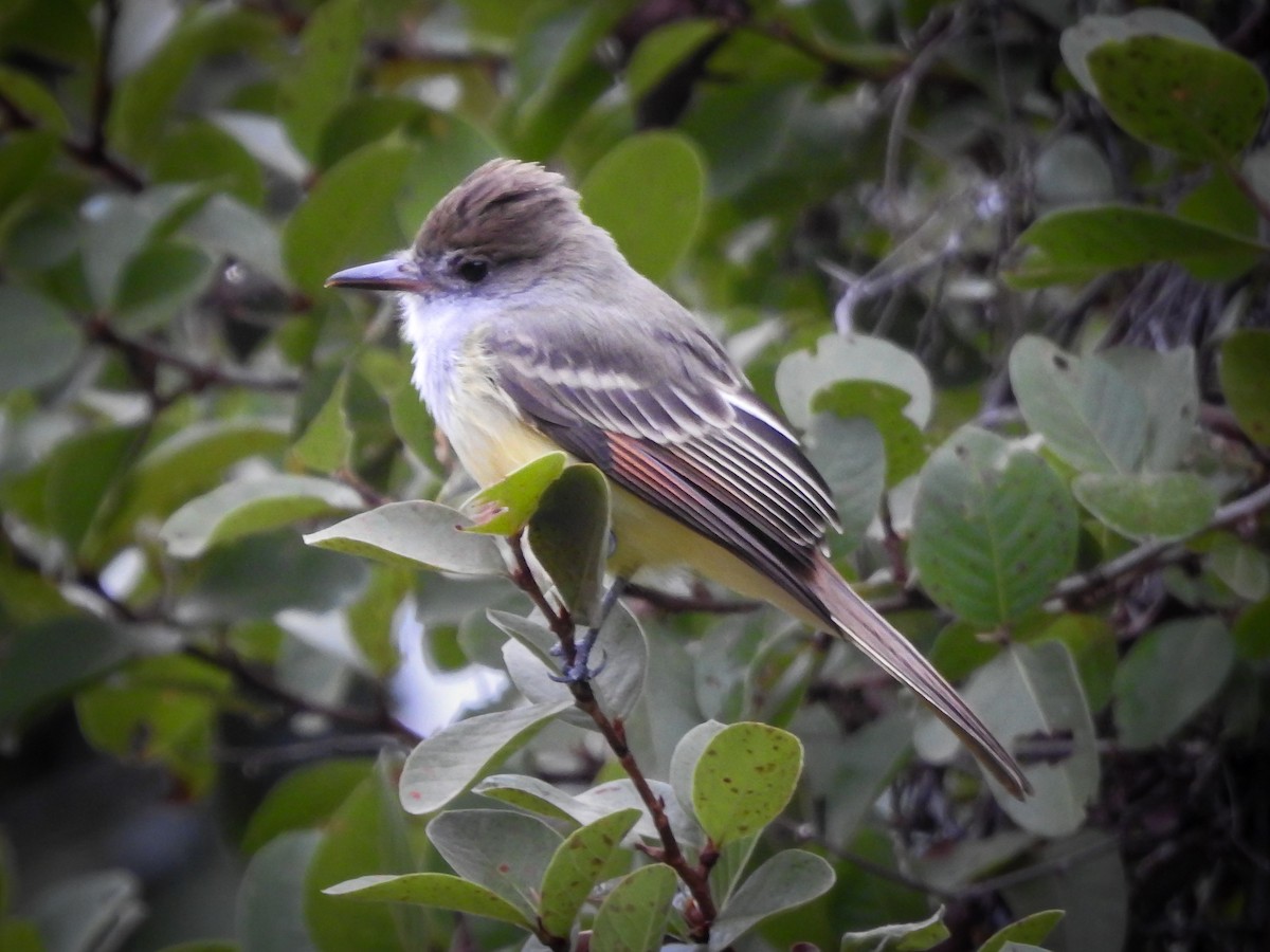 Brown-crested Flycatcher - Cesar Augusto Pizarro Rios