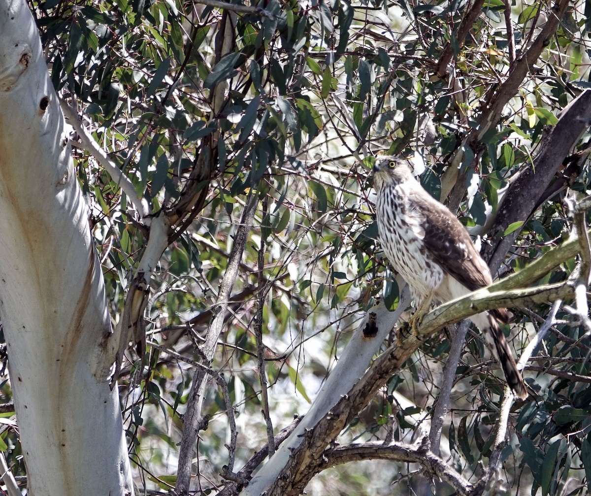 Cooper's Hawk - Ann Marshall