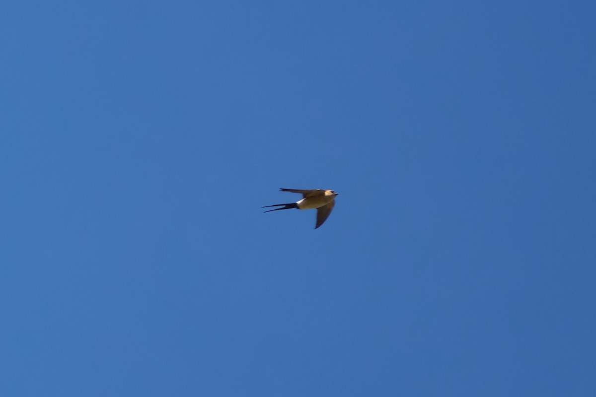 Red-rumped Swallow - ML619578395