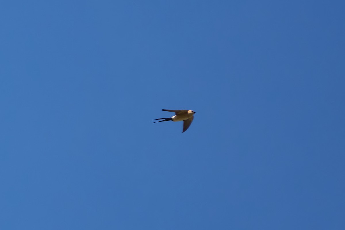 Red-rumped Swallow - Luis Manso