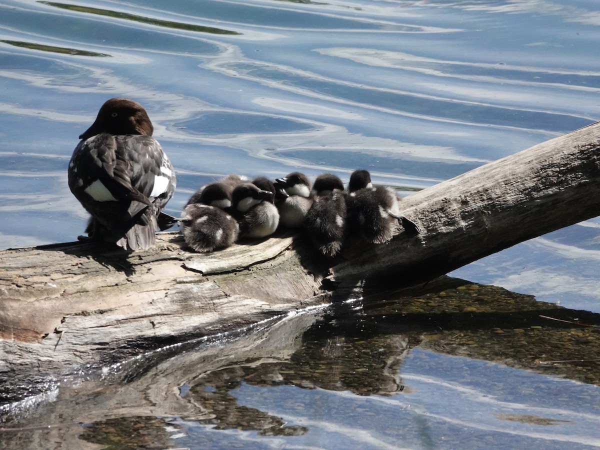 Common Goldeneye - Walt Beazley