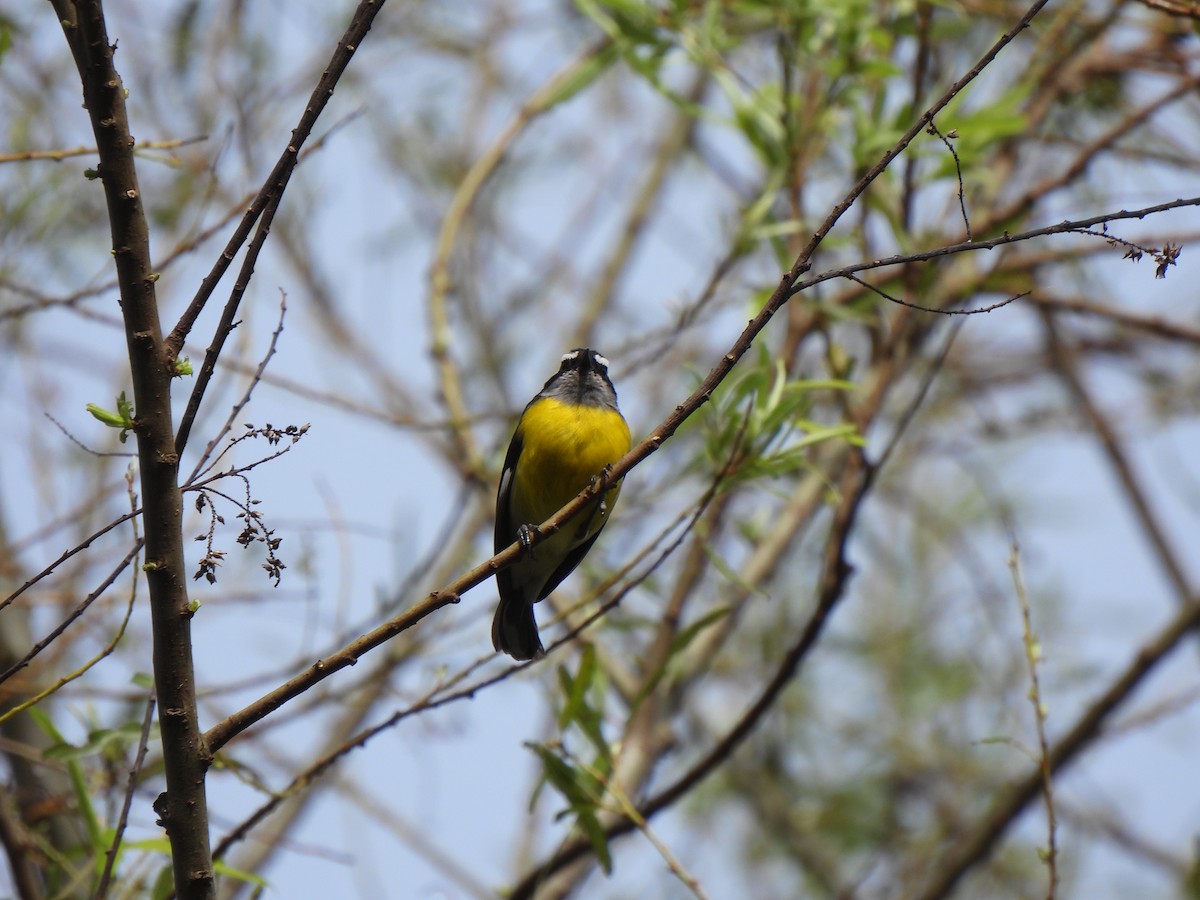 Bananaquit - Wilson Ortega