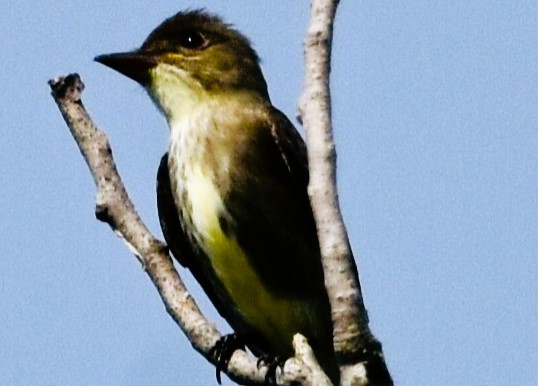 Olive-sided Flycatcher - ML619578403