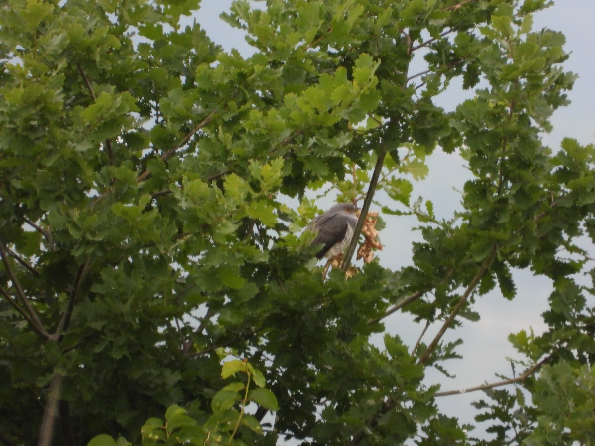 Common Cuckoo - Josip Turkalj