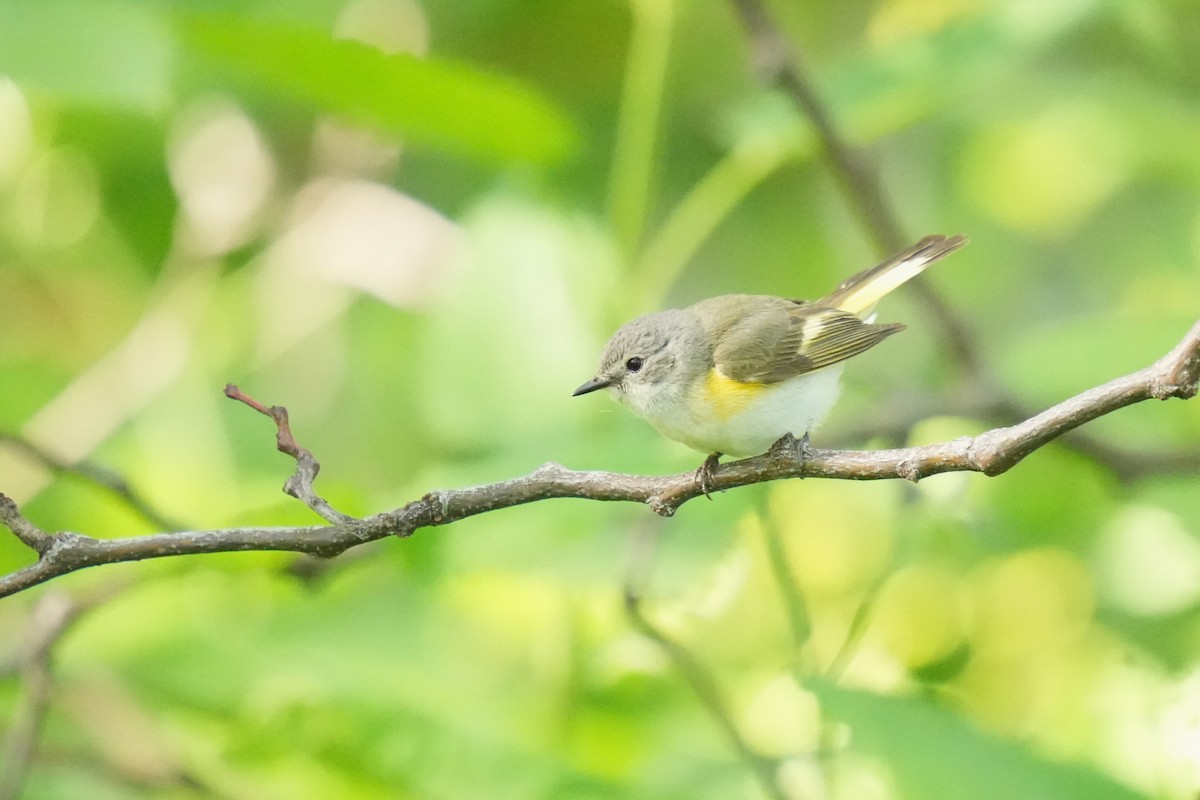 American Redstart - Daniel Truax