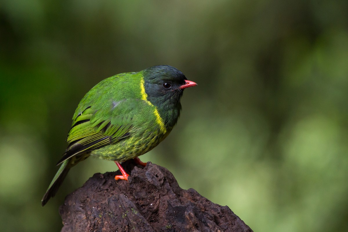 Green-and-black Fruiteater (Green-and-black) - Brian Healy