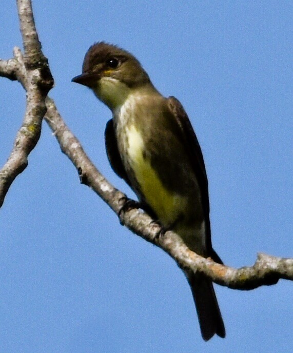 Olive-sided Flycatcher - Jason C. Martin