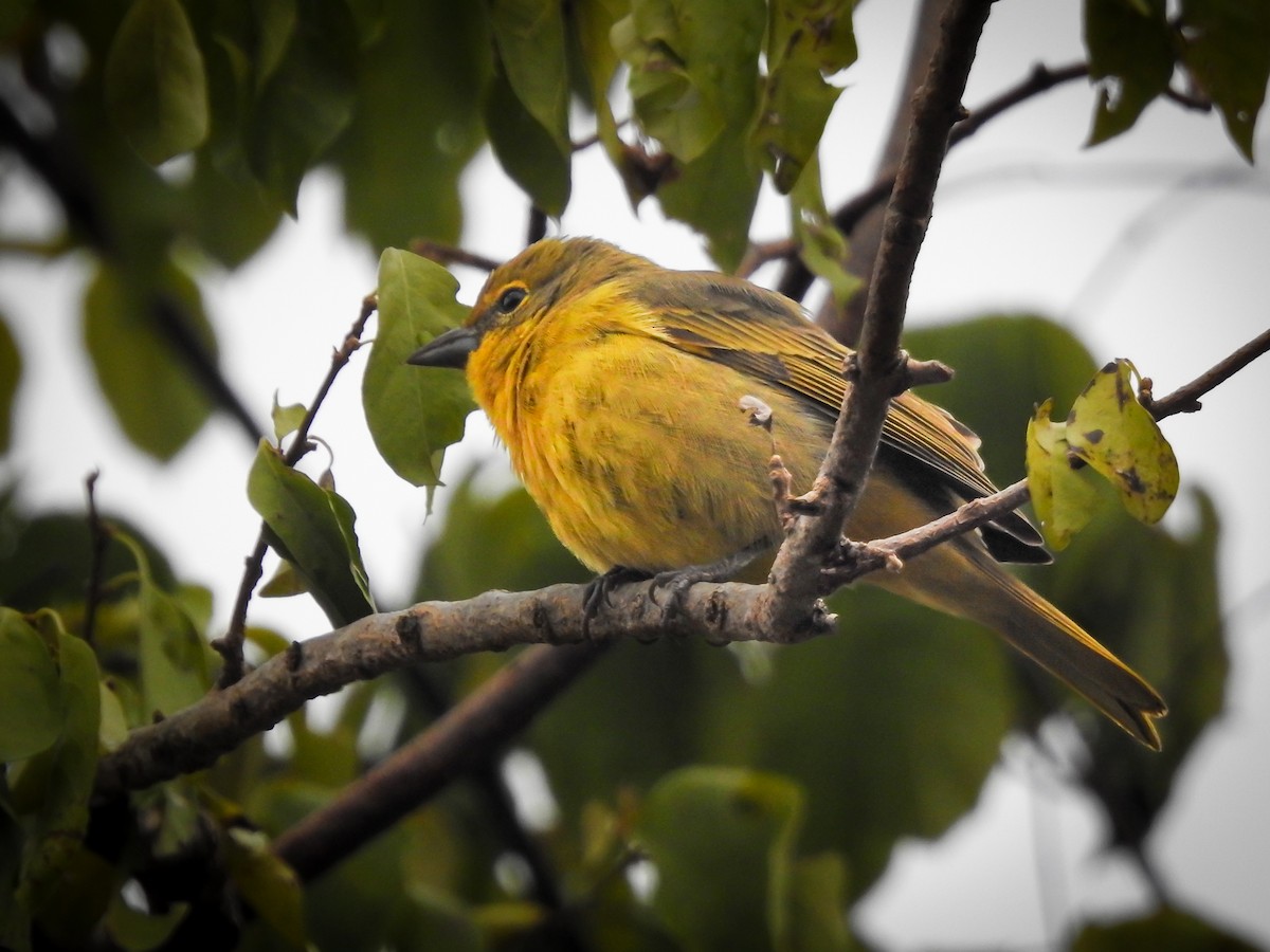 Hepatic Tanager - Cesar Augusto Pizarro Rios