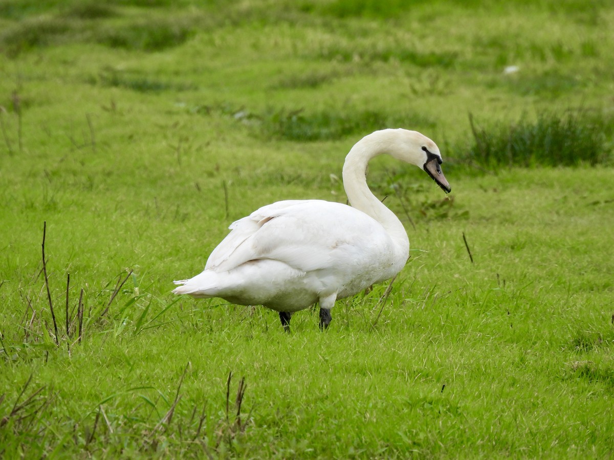 Mute Swan - Caroline Quinn