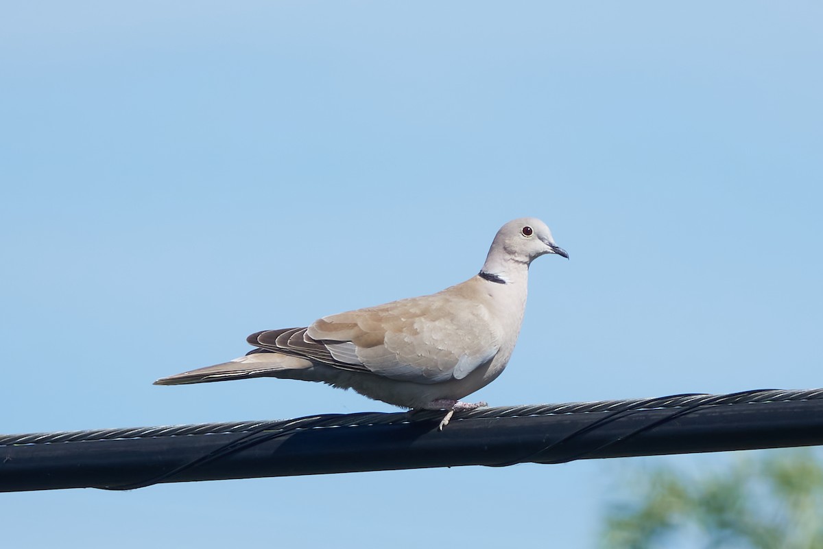 Eurasian Collared-Dove - Luis Manso