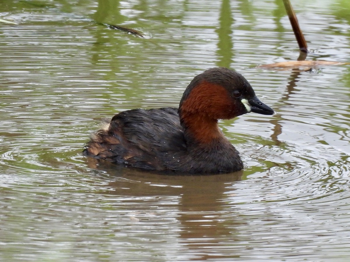 Little Grebe - Caroline Quinn